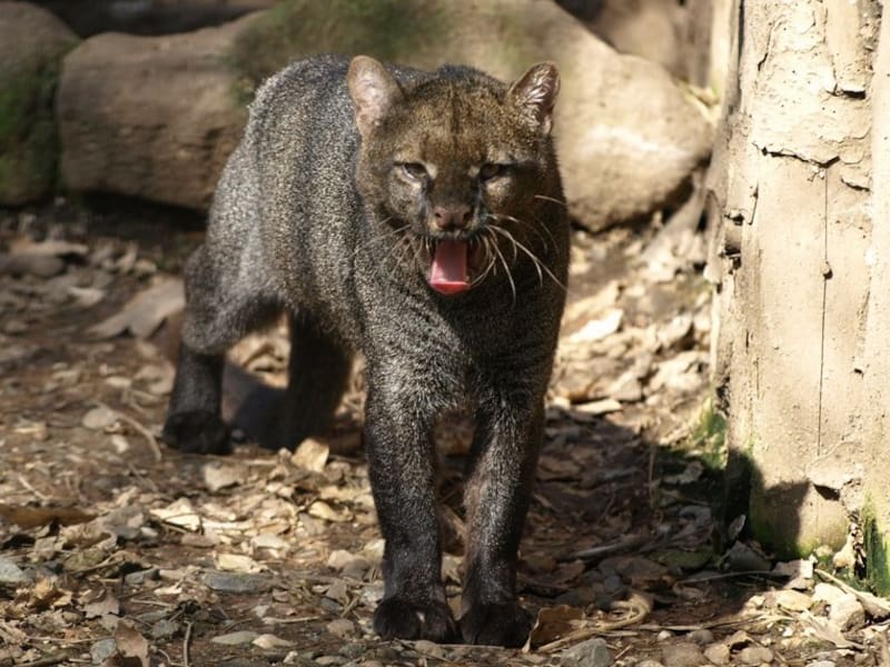 El avistamiento del jaguarundi en Texas ha generado preocupación y expectativas en la comunidad científica (Fuente: Wikimedia Commons / Alena Houšková)