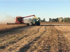 Por primera vez en más de 20 años, Argentina produjo más maíz que soja