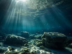 Hallan una misteriosa y desconocida especie submarina en el océano: los científicos le llaman "la cosa", ¿es peligrosa?