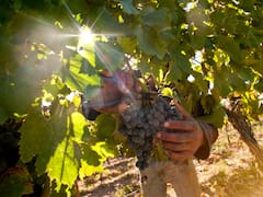 Imputaron a los directivos del mayor exportador de vino del país