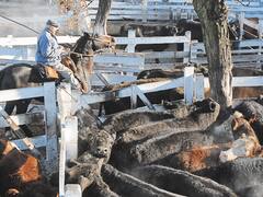 Carne: entidades del campo salieron en bloque a rechazar una intervención en el Mercado de Liniers