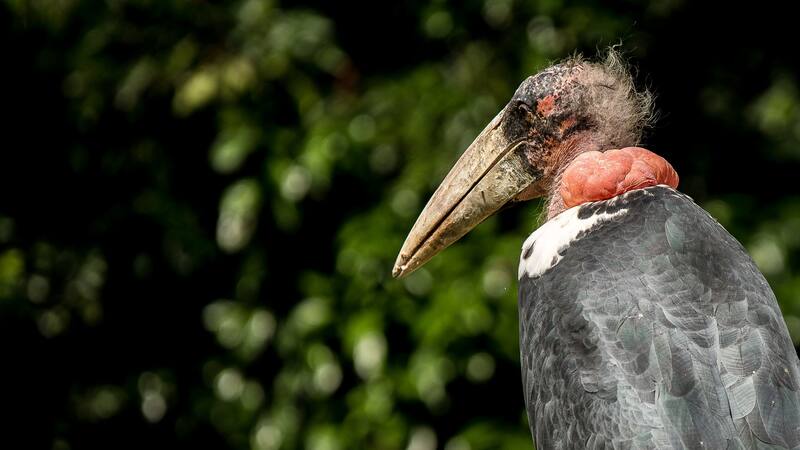 El hallazgo ayuda a entender la evolución de las aves a partir de los dinosaurios terópodos.