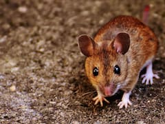 Qué significa soñar con ratas, según la teoría china de los sueños