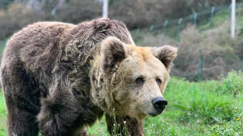 Junto a su hermana Tola, Paca fue rescatada tras el asesinato de su madre por cazadores furtivos en 1989.