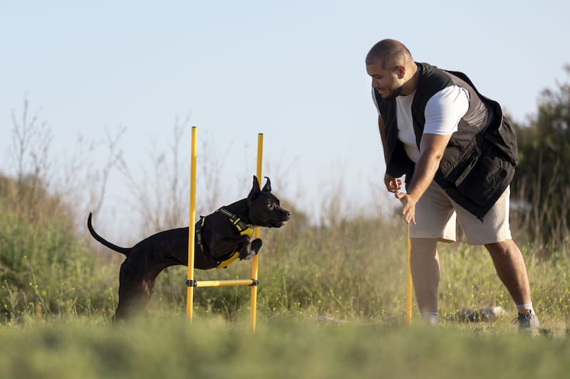 Entrenar perros es una buena opción como salida laboral en EE.UU. Foto: Freepik