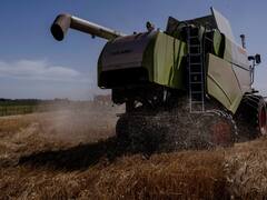 Trigo: a cuánto llega la millonaria evasión que preocupa al campo