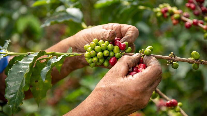 El país aumentó un 14,7% sus exportaciones de café en 2025, mientras Brasil retrocedió más de un 20% en medio de una guerra arancelaria que redefine el comercio global del grano.