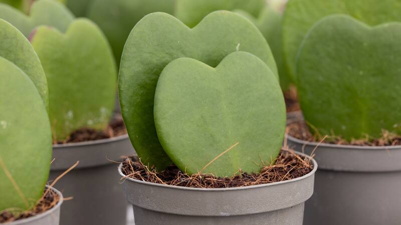 <div class="migrated-promo-image__description"><div class="migrated-promo-image__source">Fuente: ShutterStock </div></div>