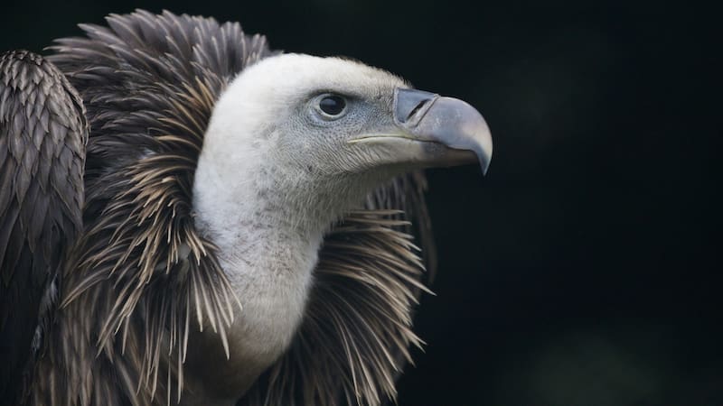 El descubrimiento generó un gran alivio entre los científicos.