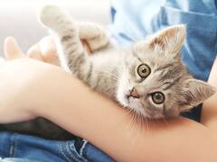 ¿Qué sucede si tu gato se alimenta con comida vegana?