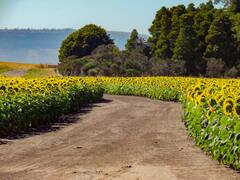 Aliada con Syngenta, PepsiCo logrará en la Argentina un hito inédito en el mundo para la corporación
