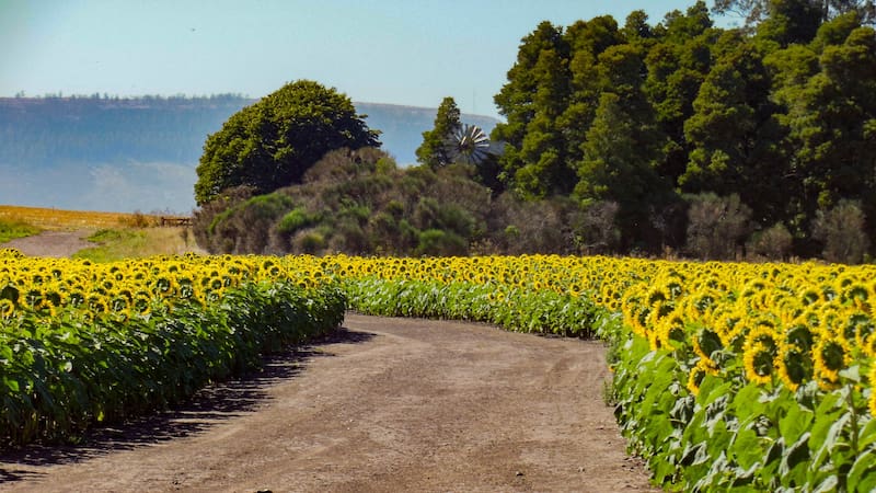 Aliada con Syngenta, PepsiCo logrará en la Argentina un hito inédito en el mundo para la corporación