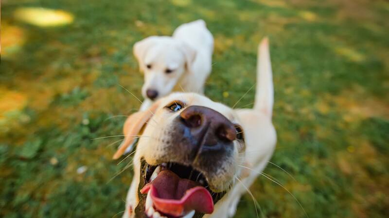 Hallan el lugar donde comenzó la domesticación de los perros hace 12,000 años