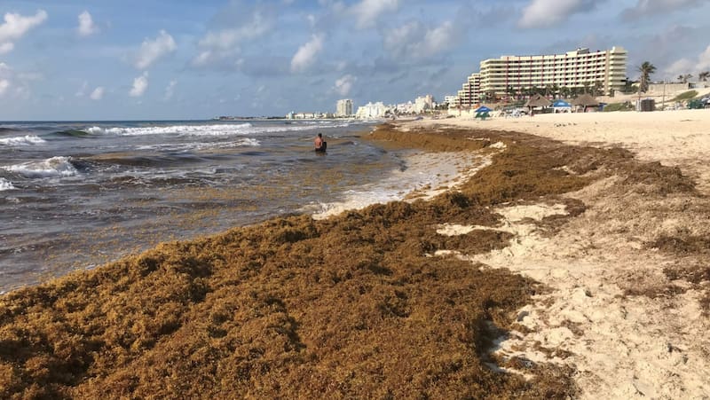 La época de sargazo en las playas del Caribe mexicano es entre abril y octubre. Foto: Archivo Cronista México.