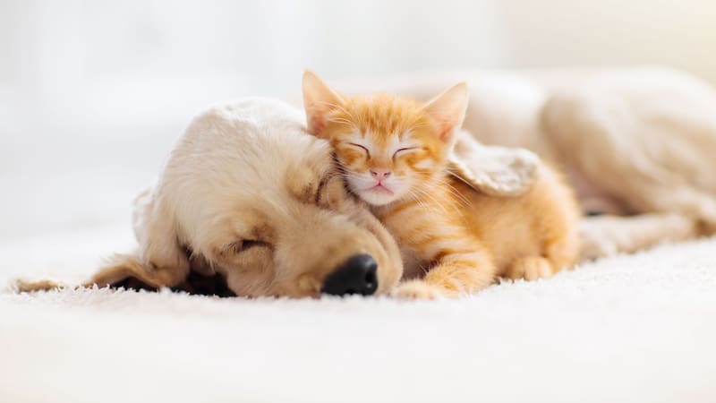 La nueva ley animal será presentada en las próximas semanas.