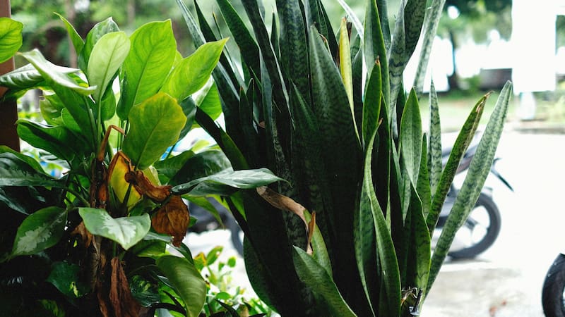 Existen plantas de jardín ideales para el invierno.