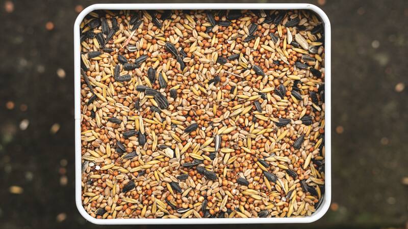 Las semillas de alpiste son ricas en nutrientes,