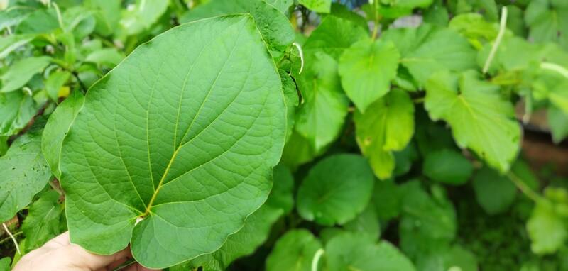 Hierba Santa. Fuente: Shutterstock.