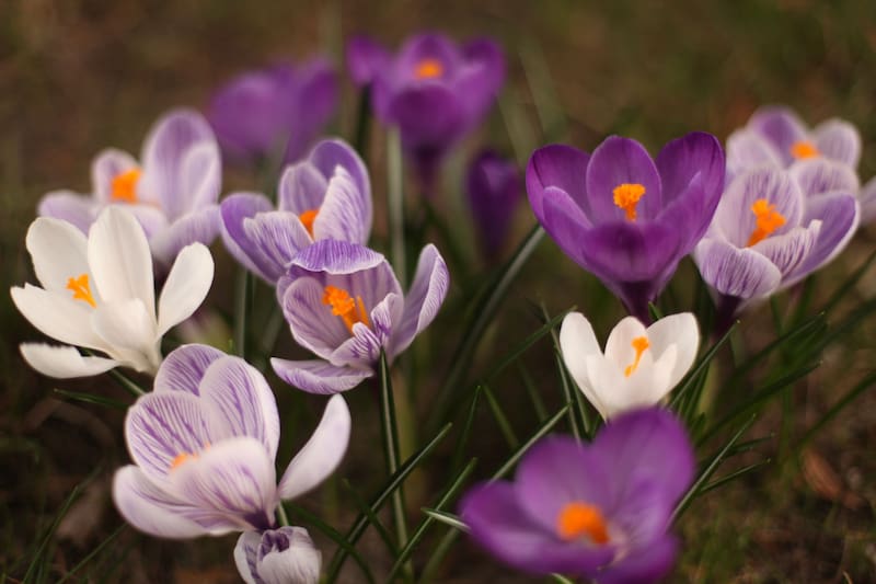 Los crocus son pequeñas flores que emergen entre la nieve, anunciando la llegada de la primavera cuando se plantan en invierno. (Foto: Freepik.es)