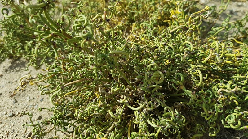 Descubrí cómo una planta medicinal utilizada hace 15.000 años podría haber sido clave en la salud de nuestroa antepasados.