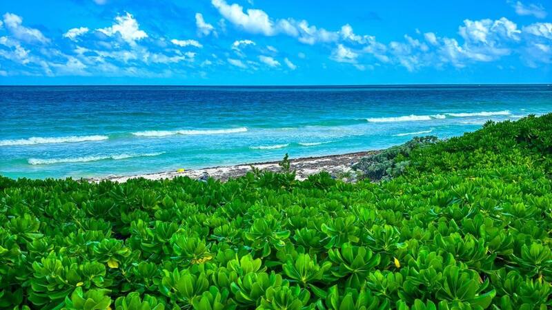 El lugar es el hogar de muchas especies de animales y plantas.