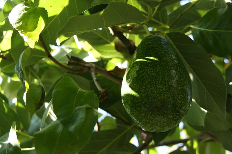 El árbol de palta necesita una maceta profunda y un clima cálido para desarrollarse bien. (Foto: archivo)