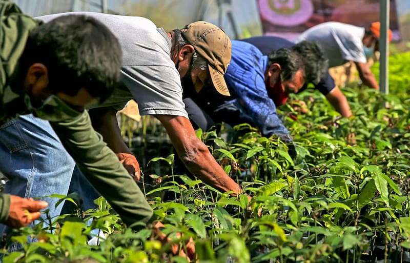 El Gobierno ofrece un apoyo económico para potenciar el sector rural y agrícola. Fuente: Gobierno de México