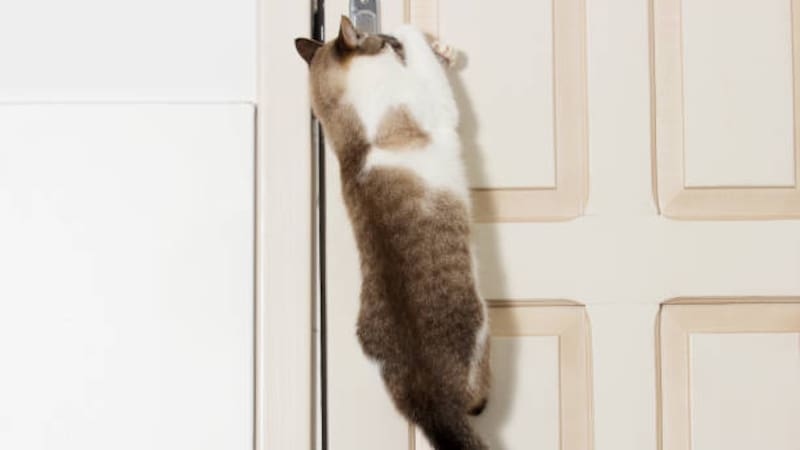 Conocé por qué tu gato parece estar obsesionado con entrar a todos los espacios de tu casa cuando ve una puerta cerrada
