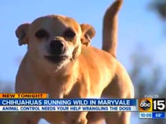 "Confusión y miedo": este pueblo de Arizona padeció los ataques una jauría de chihuahuas malvados