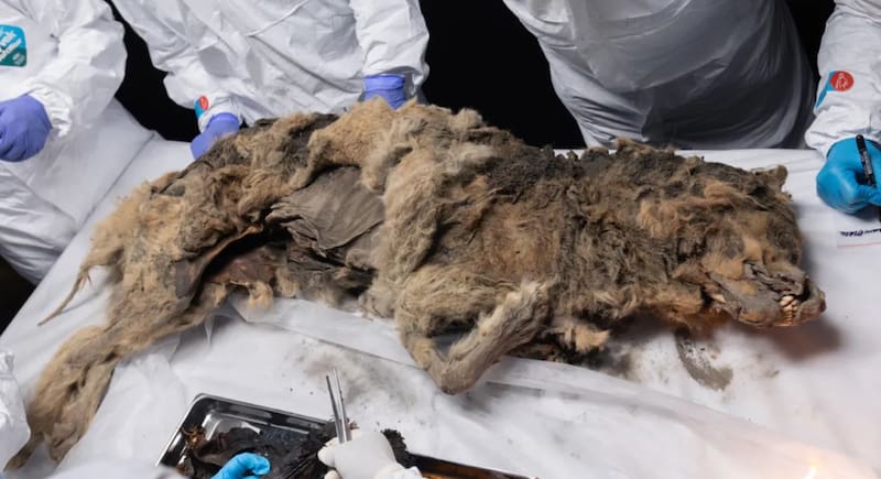 Al conservarse perfectamente su estómago y tracto digestivo, se puede analizar a profundidad que virus estaban presentes en este periodo.