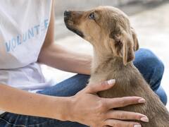 La psicología revela el verdadero motivo por el cual las personas acarician a todos los perros que se encuentran
