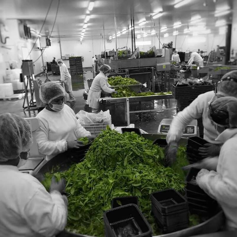 Parte del proceso para que los vegetales lleguen empaquetados a los supermercados.