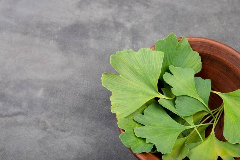 El Ginkgo biloba es una planta medicinal antigua que se ha usado durante más de 2.000 años para problemas relacionados con el cerebro.(Foto: Shutterstock)