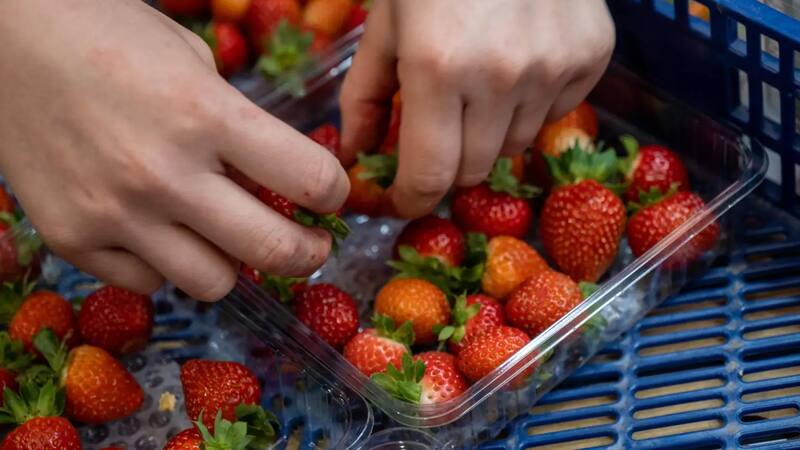 Exigen que se retiren fresas procedentes de Marruecos de todos los supermercados por detección de hepatitis.