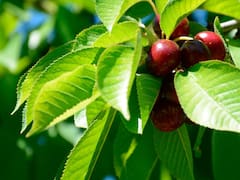 Oro rojo: la fruta que controla la tensión arterial, facilita la digestión y ayuda a prevenir el cáncer