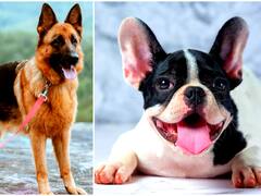 Día Nacional del Perro: estas son las 4 razas más elegidas en Estados Unidos