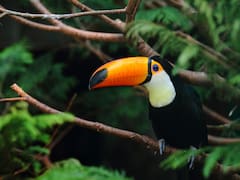 El país de Sudamérica que recibió más de USD 30,000,000 de Alemania para invertir en la salvación de la Amazonía