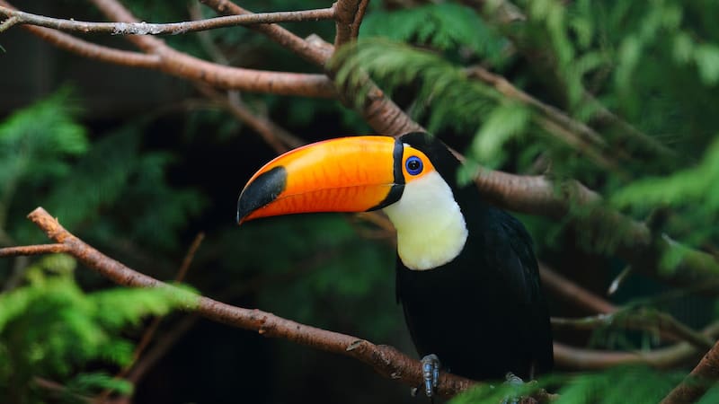 La inversión alemana que recibió este país de Sudamérica busca sumar esfuerzos para proteger la Amazonía considerada el pulmón del planeta.