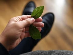El ritual del laurel para llamar al dinero y la buena suerte que elimina las malas energías y atrae abundancia