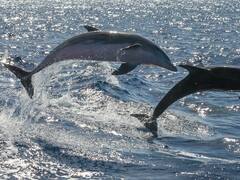 Rusia usa delfines para defender a su flota en el Mar Negro de un ataque submarino