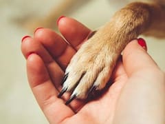 Día del Animal: por qué se celebra hoy y cómo cuidar a perros y gatos del coronavirus