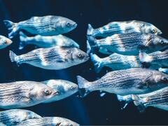 El sorprendente pez que es un "sommelier de oxígeno" debajo del agua, según una investigación científica