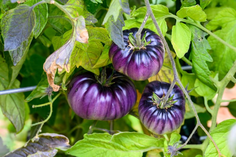 El tomate azul es una fruta transgénica elaborada en Reino Unido ocho años atrás. Foto: Shutterstock.