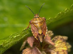 Insecto vampiro: una ciudad está bajo amenaza por una plaga que se alimenta de sangre humana