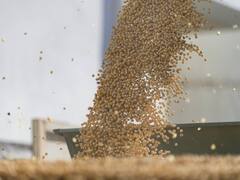 Después de China, el trigo transgénico antisequía de Bioceres llega a Australia y Nueva Zelanda