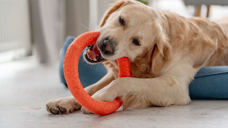 <div class="migrated-promo-image__description"><div class="migrated-promo-image__author">Shutterstock</div></div>