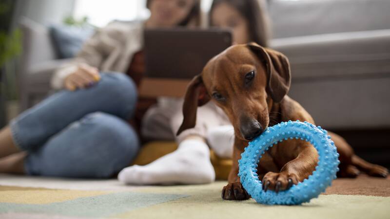 La domesticación ha hecho que los perros sean expertos en interpretar señales sociales humanas.