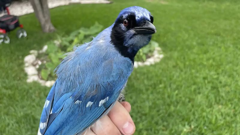 Milagro en el mundo animal | Este ave es única en el mundo y cambia todo lo que creíamos saber de las especies.