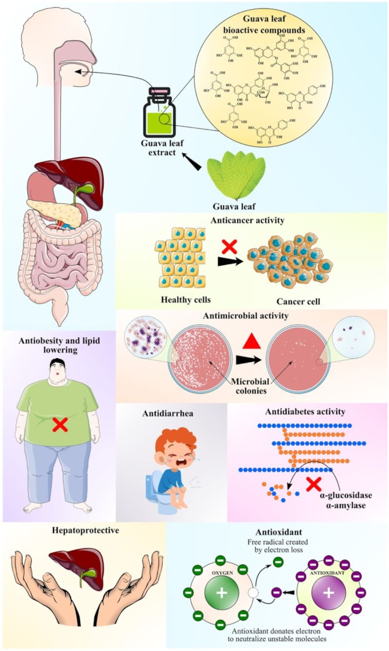 Infografía sobre los beneficios de las hojas de guayaba. Fuente: NIH.
