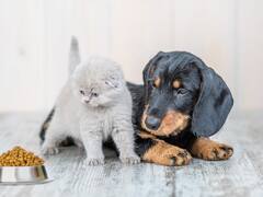 Cuida a tu mascota: estos son los peores alimentos para perros y gatos, según la Profeco